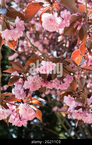 Bel melkopilchatoy di fiori di ciliegio: Fiori rosa doppi e foglie rosse sui rami Foto Stock