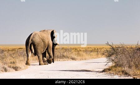 Etosha National Park, Namibia: Un elefante sta camminando su una strada sterrata vicino al bordo della Salina di Etosha - vista offuscata delle pianure dal flick Foto Stock