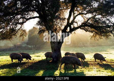 Maiali in montanera nella Dehesa in Estremadura mangiare ghiande all'alba Foto Stock