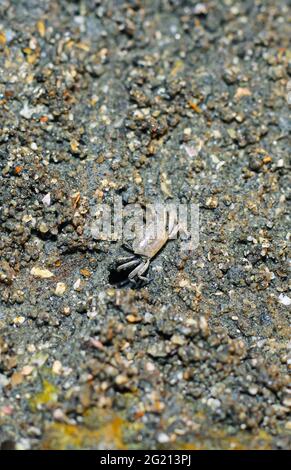 Granchi sulla spiaggia facendo le loro case. Il granchio di mare sta facendo la casa dal mare perché la protezione del mare sta arrivando. Foto Stock