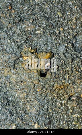 Granchi sulla spiaggia facendo le loro case. Il granchio di mare sta facendo la casa dal mare perché la protezione del mare sta arrivando. Foto Stock