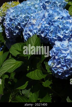 Blue Hydrangea o Hortensia (Hydrangea macrophylla) Bush in fiore, Sintra, Lisbona, Portogallo. Foto Stock