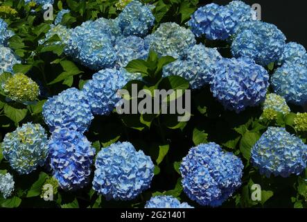 Blue Hydrangea o Hortensia (Hydrangea macrophylla) Bush in fiore, Sintra, Lisbona, Portogallo. Foto Stock