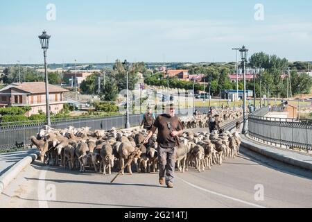 Tordesillas, Valladolid - Spagna; 4 giugno 2021: Un gregge di pecore attraversa il ponte medievale sul fiume Douro. Durante la transumanza, bestiame è mov Foto Stock