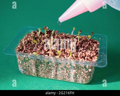 Annaffiatura di piante giovani che crescono nel contenitore di semina. Germinazione di semi a casa Foto Stock