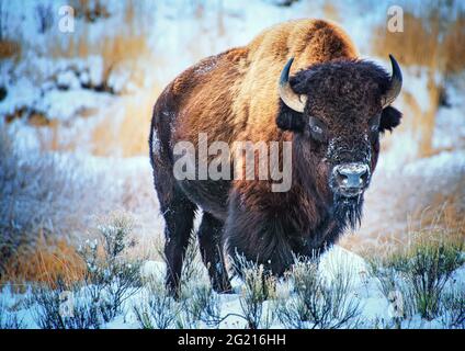 Enorme American Bison, bull, fissando la telecamera nel Parco Yellowstone in condizioni di inverno inzidite di neve Foto Stock