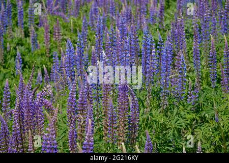 Gruppi di lupini blu con le loro ali, chiglia e striscioni in piena fioritura. Sfumature di blu, viola e malva. Foto Stock