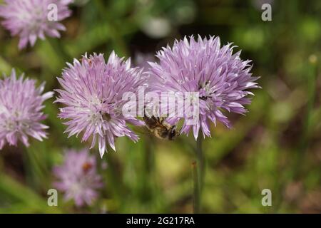 L'ape di miele occidentale o l'ape di miele europea (Apis mellifera) su fiori viola di Chives (Allium schoenoprasum), famiglia Amaryllidaceae. Molla Foto Stock