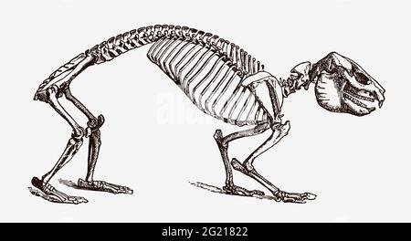 Roccia hyrax procavia capensis scheletro in vista profilo, dopo l'incisione antica del 19 ° secolo Illustrazione Vettoriale