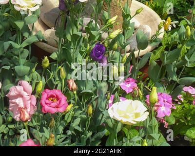 Eustoma, comunemente noto come lianthus o fiori genziani prateria. Pianta erbacea ornamentale. Foto Stock