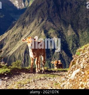 vitelli in pista di colore marrone, mammiferi, animali, mucca in latino bos primigenius taurus Foto Stock