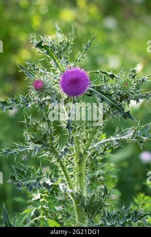 Latte Thistle pianta, Silybum, Silymarin Foto Stock