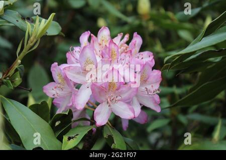 Un cluster completamente fiorito di fiori rosa rododendri Foto Stock