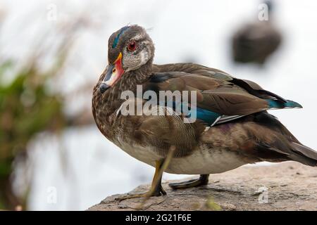 Giovane anatra di legno che colpisce una posa su un tronco in Canada. Primo piano verticale. Foto Stock