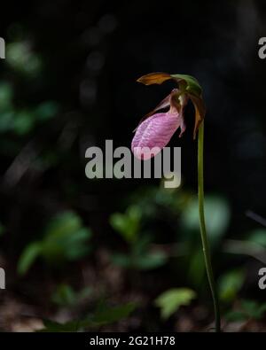 Una signora rosa slipper fiore, Cypripedium, che cresce sul pavimento della foresta nelle montagne Adirondack, NY, deserto in primavera. Foto Stock