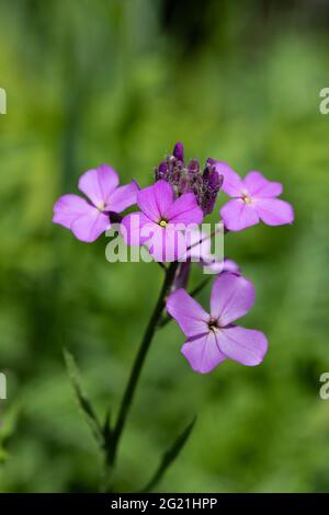 Primo piano di Dames Rocket (Hesperis matronalis) con sfondo verde natura Foto Stock