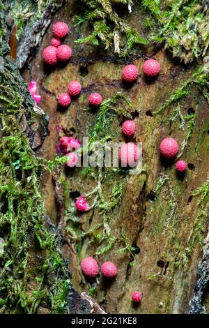 Lycogala epidendrum, comunemente noto come del lupo del latte o di Groening slime - Pisgah National Forest, Brevard, North Carolina, STATI UNITI D'AMERICA Foto Stock