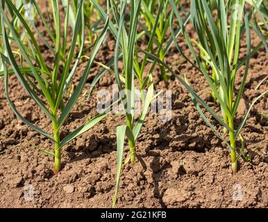 L'aglio giovane cresce su un letto nel giardino Foto Stock