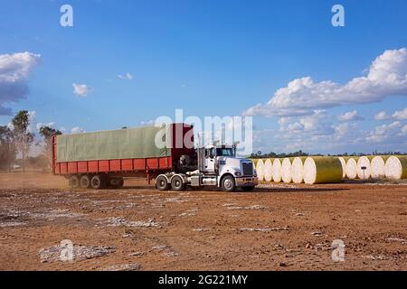 Un camion che consegna cotone da aggiungere a lunghe file di cotone bianco grezzo avvolto in plastica gialla in attesa di trasporto al gin di cotone nella vicina Emerald, Foto Stock