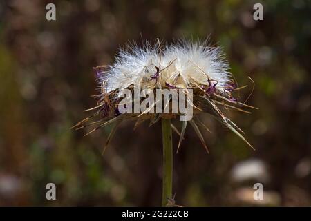 Vista del fiore di thistle di latte essiccato con i semi che si chiuda su uno sfondo scuro sfocato. Messa a fuoco selettiva Foto Stock