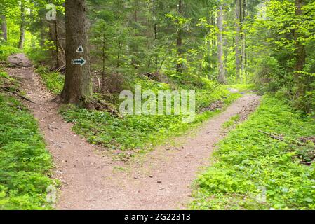 Sentiero escursionistico contrassegno su un tronco di albero nella foresta Foto Stock