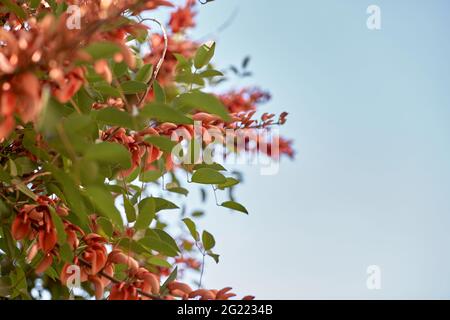 Fiori di pavone Fiori rossi Caesalpinia primo piano. Spazio di copia. Sfondo naturale, botanico. Foto di alta qualità Foto Stock