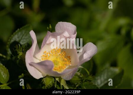 La rosa canina (Rosa canina) fiore Foto Stock