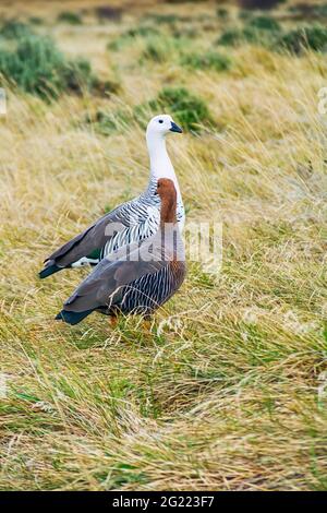 Vista di un paio di upland oca o di Magellan oca (Chloephaga pitta), nel Parco Nazionale Torres del Paine, Patagonia, Cile Foto Stock
