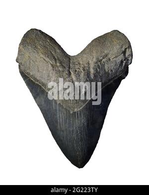 Dente di squalo megalodon, isolato su sfondo bianco Foto Stock