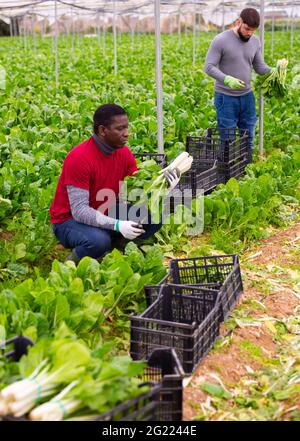 Operai che tagliano bietole verdi su campo agricolo Foto Stock