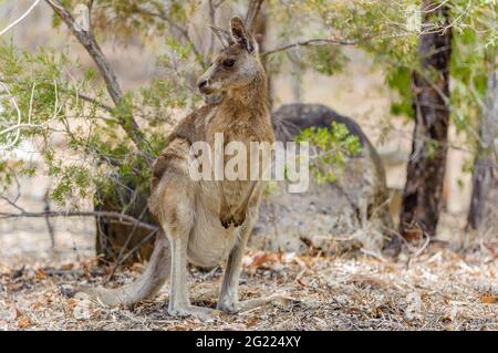 Un singolo canguro grigio orientale sorge in alcuni terreni di macchia prima di ottenere un drink da un piccolo buco d'acqua a Undarra, Queensland in Australia. Foto Stock