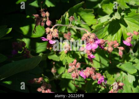 Primo piano di Geranium Macrorrhizum chiamato anche Rock Crane'S Bill con fiori rosa pallido tra Green Spring Foliage Foto Stock