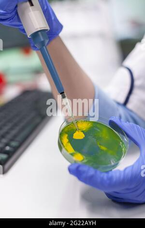 Ricercatore biologo che utilizza micropipetta e piastra Petri per scoprire la soluzione ogm. Donna chimico scienziato che analizza le competenze mediche lavorando in laboratorio farmaceutico. Foto Stock