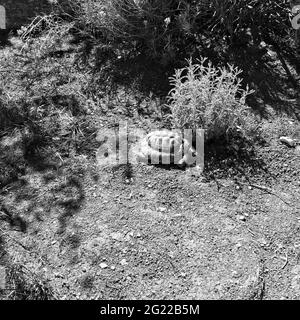 Una tartaruga di terra sta camminando nel cortile vicino ad alcune piante (Marche, Italia, Europa) Foto Stock