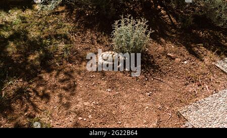 Una tartaruga di terra sta camminando nel cortile vicino ad alcune piante (Marche, Italia, Europa) Foto Stock