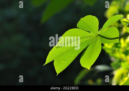 Primo piano di foglie di manioca con sfondo bokeh Foto Stock