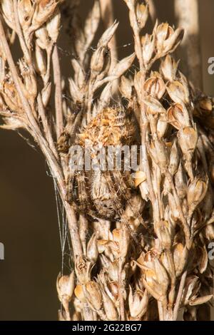 Backobourkia ragno camuffato su Finger Rush. Foto Stock