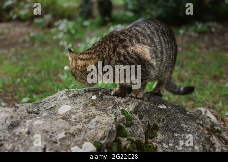 Un gatto tabby grigio senza casa mangia cibo su una roccia nel parco. Aiutare e dare da mangiare agli animali selvatici. Il concetto di premuroso e premuroso, mostrando gentilezza, pietà. Un hun Foto Stock