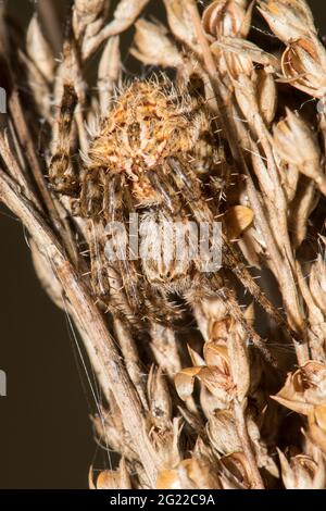 Backobourkia ragno camuffato su Finger Rush. Foto Stock