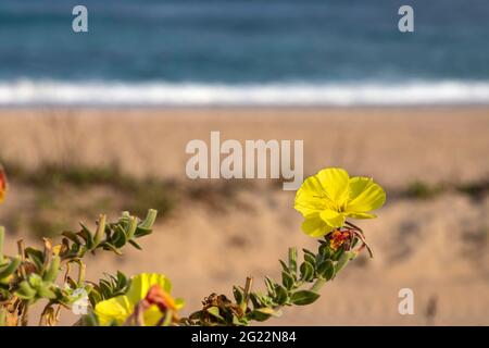 Fiori gialli Spiaggia serata Primrose closeup sullo sfondo del mare Foto Stock