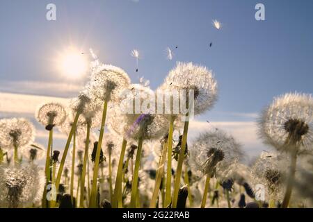 Prato di dente di leone. Il vento soffia via i semi del dente di leone. Retroilluminazione luce solare Foto Stock
