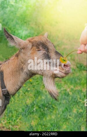 Un adulto domestico capra sniffs un fiore del dente di leone ha tenuto fuori a lei. Capra casearia su un pascolo nel telaio verticale di Sun. Foto di alta qualità Foto Stock