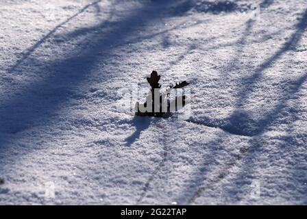 foglie di quercia si stacca dalla neve, in inverno Foto Stock