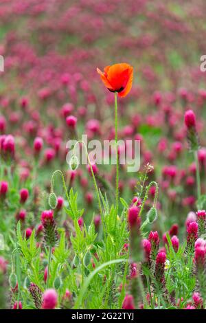 Papavero comune, Papaver rhoeas fiore in rosso trifoglio cremisi, trifolium incarnatum campo di fiori Foto Stock