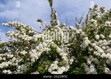 Primo piano di una pianta fiorente di Meadowsweet (Spiraea) con fiori bianchi contro un cielo nuvoloso in primavera, Piemonte, Italia Foto Stock