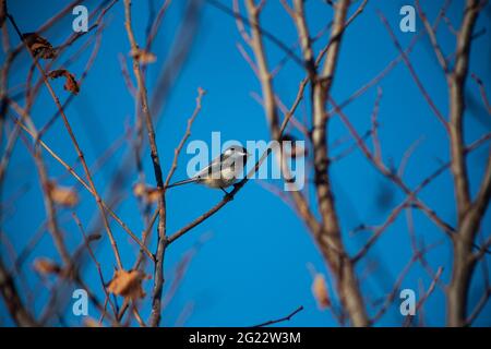 Chickadee in caduta rami Foto Stock