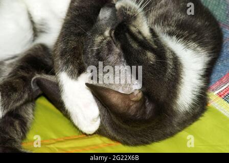 un giovane gatto dorme arricciato, mosca Foto Stock