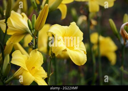 Giglio giallo - Hemerocallis lilioasphodelus o flava. Noto anche come Lily limone e Lily Custard. Fiore close up moody Foto Stock
