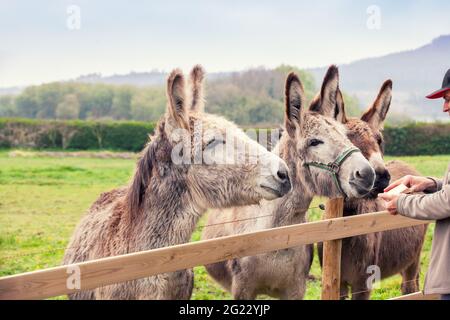 Famiglia di asini all'aperto sul prato in primavera. L'uomo che alimenta gli asini Foto Stock