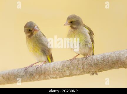 Due piccoli uccelli seduti su un ramo. Il verdino europeo o semplicemente il verdino (Chloris chloris) Foto Stock